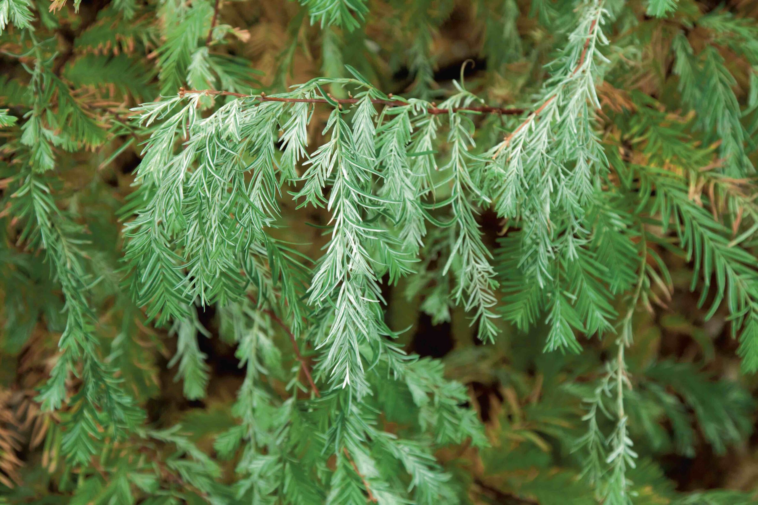 Niet alle Metasequoia zijn goede laanbomen